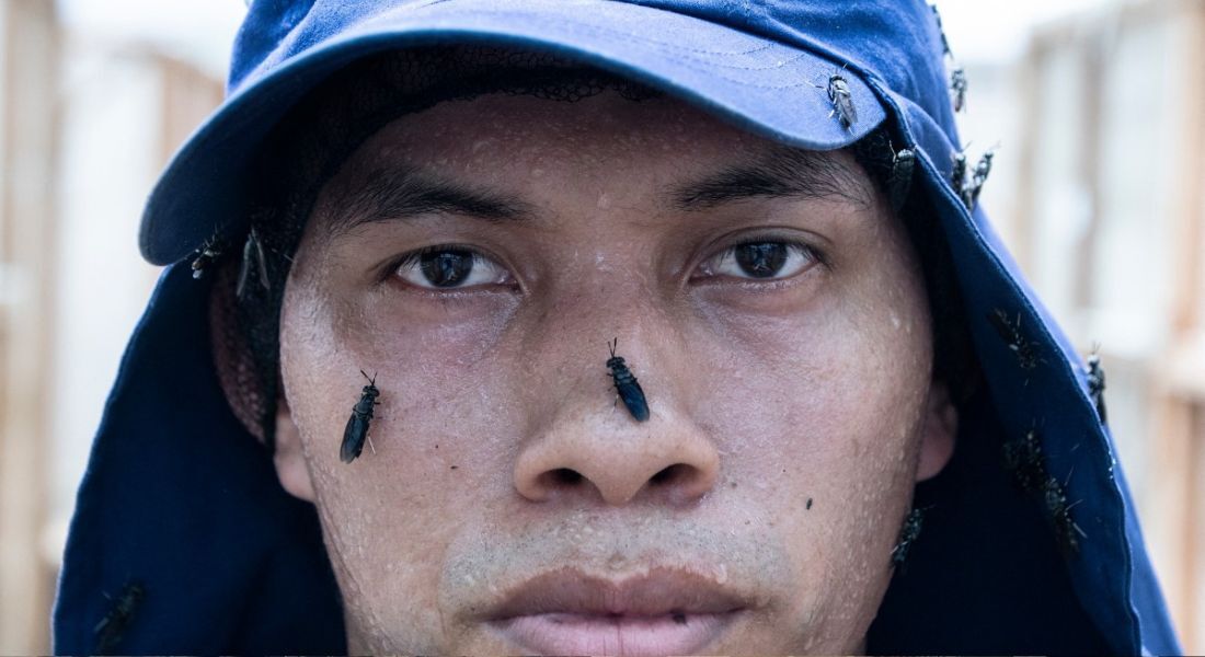 Trabalhador coleta moscas