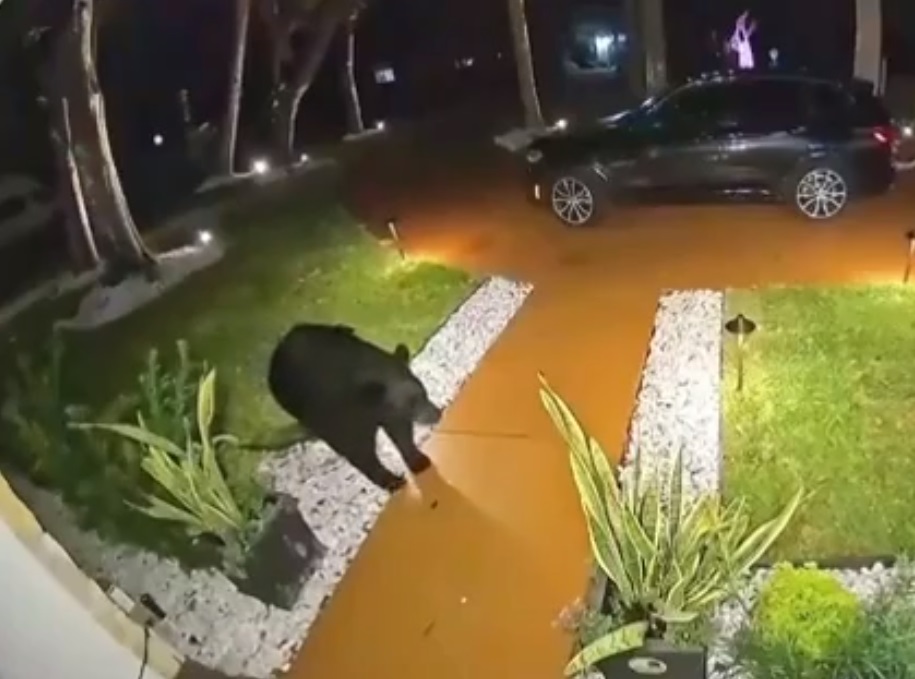 Urso roubou pacote de comida que havia sido entregue minutos antes