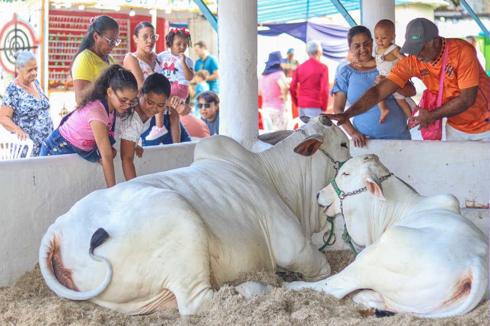 Exposição de Animais vive o seu segundo dia neste domingo (12)