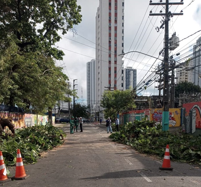 Queda de árvore em Santo Amaro