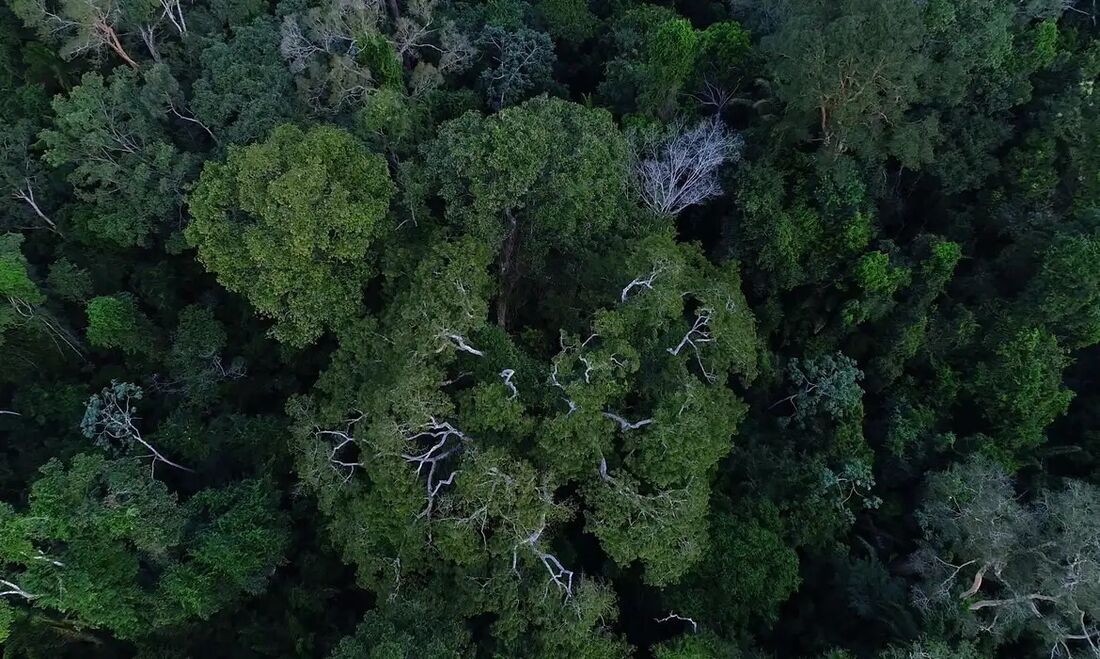 A destruição da maior floresta tropical do planeta somou 201,1 km&#xB2; em novembro