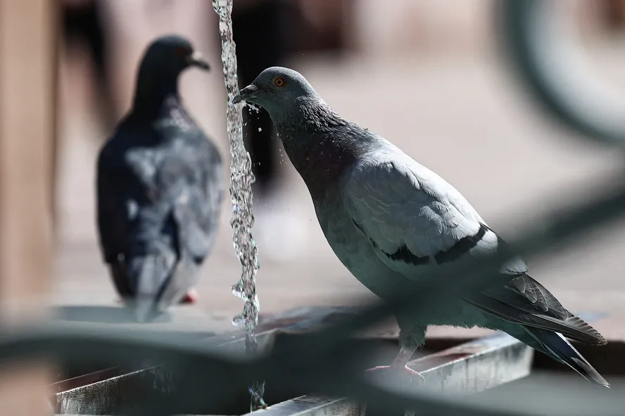 Pombo bebe água em uma fonte pública durante uma onda de calor, em Mulhouse, leste da França, em 22 de agosto de 2023. 