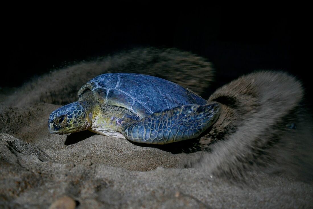 Tartaruga-verde, uma das espécies ameaçadas de extinção a nível global