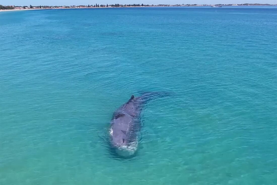 Cachalote morreu em águas australianas 