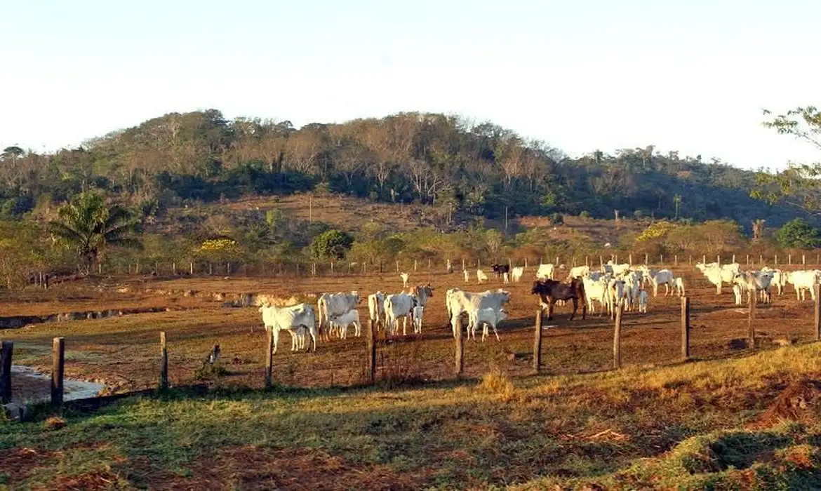 Pecuária