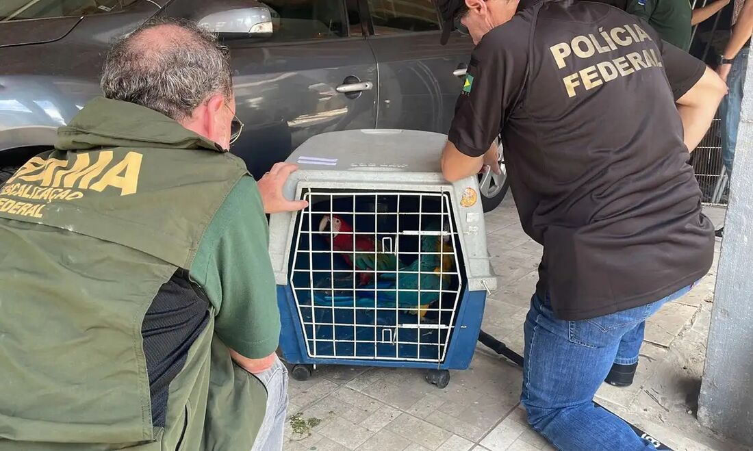 Operação apreendeu animais