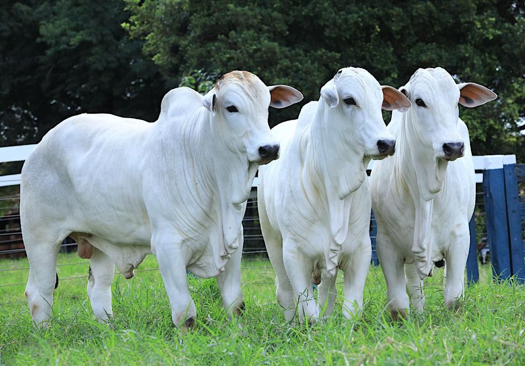 21ª edição do Leilão Agro Carpina é realizada no próximo sábado (9)