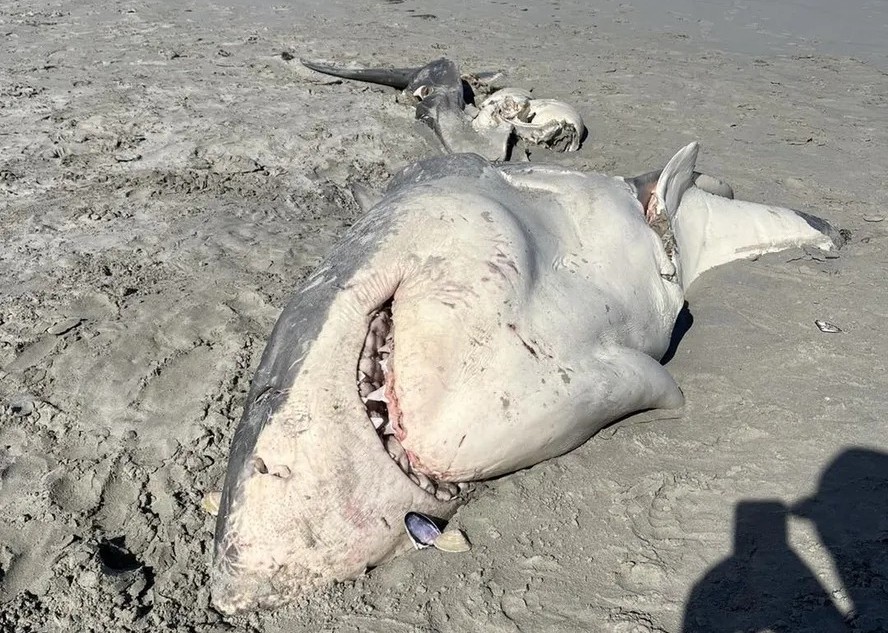 Tubarão apareceu destroçado na praia 