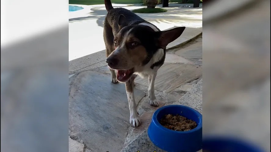 O cachorro Tronko, que foi adotado pela argentina Florencia Aranguren 