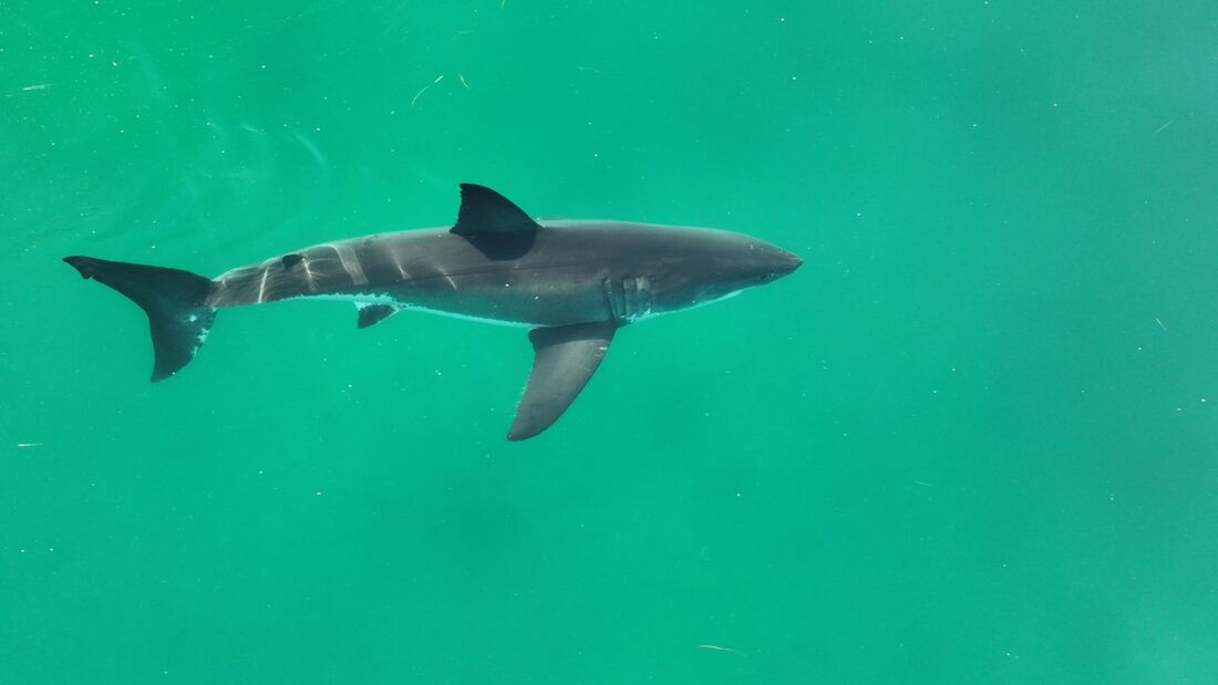 Captura de tela de julho de 2023 em 29 de janeiro de 2024 mostra um grande tubarão branco adulto filmado na costa da Califórnia, perto de Santa Bárbara