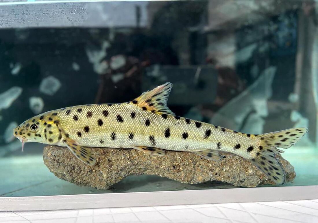 Peixe barbo leopardo