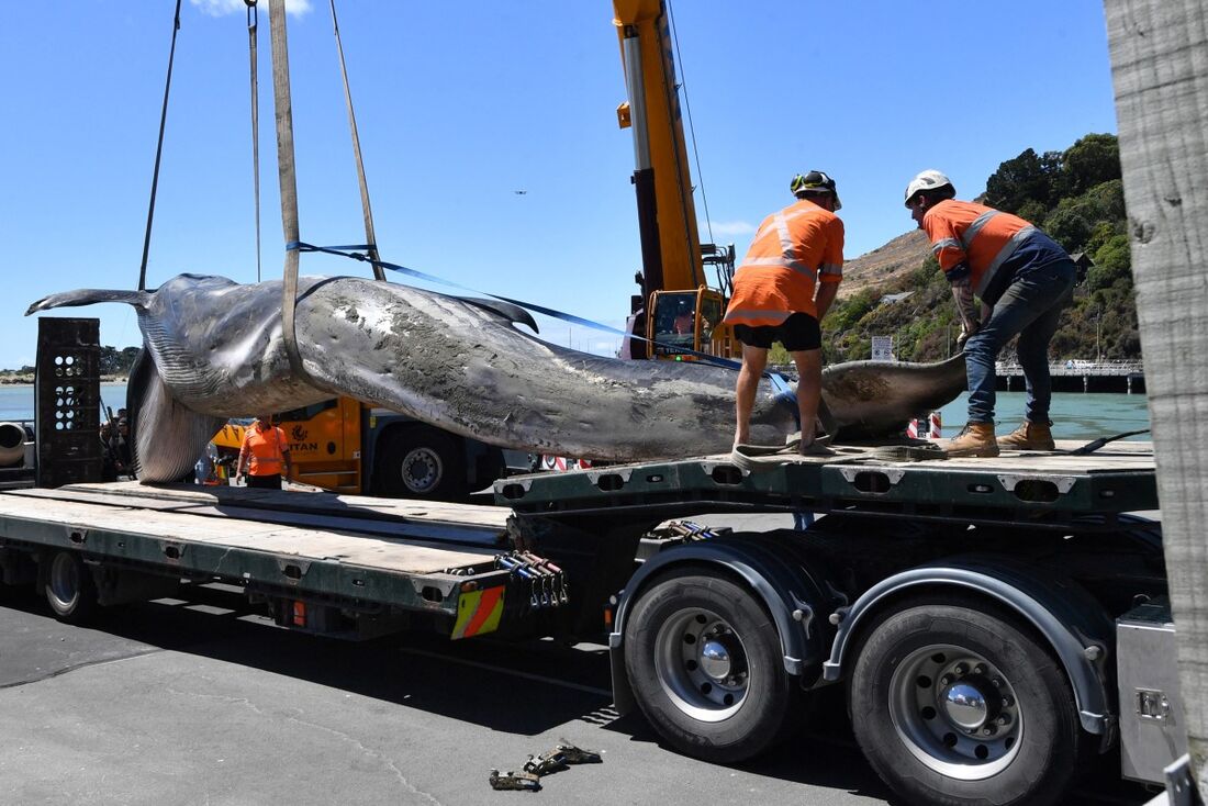 As equipes de resgate recuperam a carcaça de uma baleia-comum encalhada em Christchurch