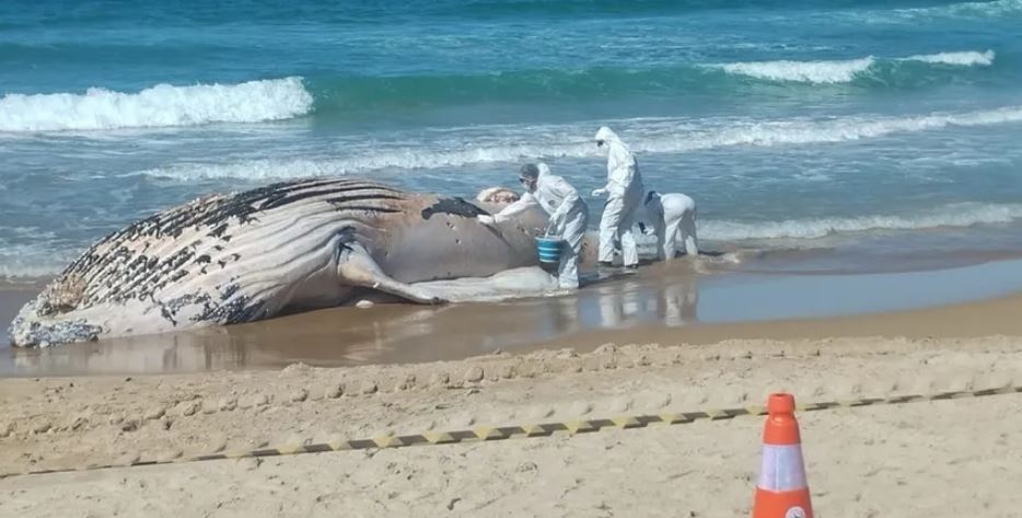 Baleia jubarte encalhada em praia de Cabo Frio