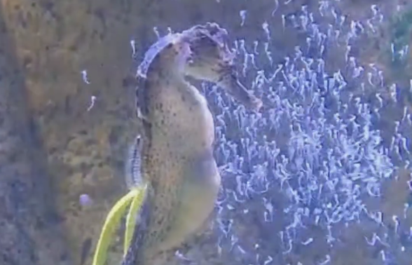 Imagens foram divulgadas nas redes sociais