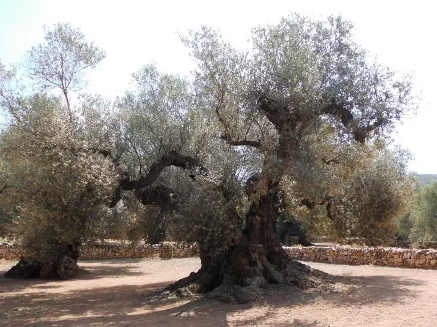 A farga del Arión, em Tarragona, remonta ao Império Romano: tem 1.709 anos de idade. Quanto mais velha, maior a árvore e mais difícil a colheita 