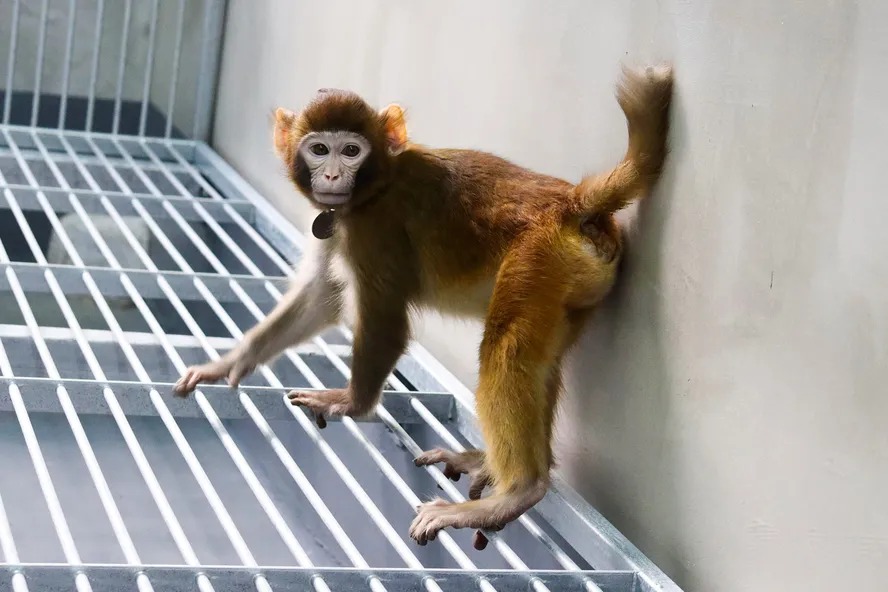 Macaco rhesus clonado 