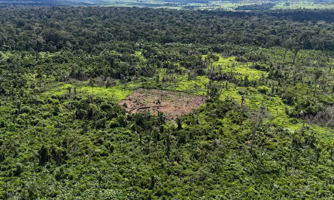 A abertura da clareira traz também outra consequência direta, que é o fato de ficar nos arredores da estrada que dá acesso aos centros urbanos