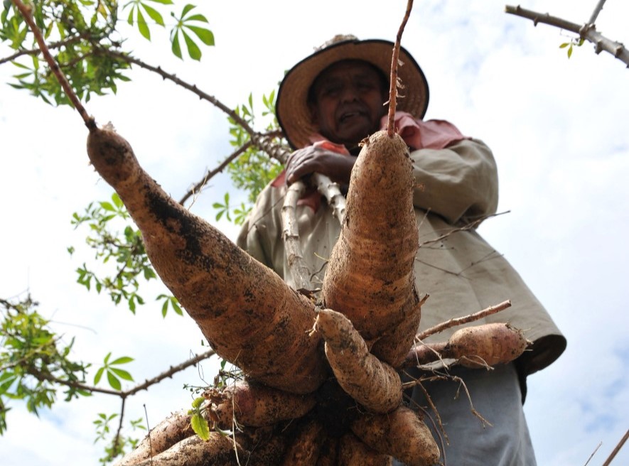 O grupo de trabalho da yuca, criado no início da peste, concentra seus esforços na melhoria dos caules