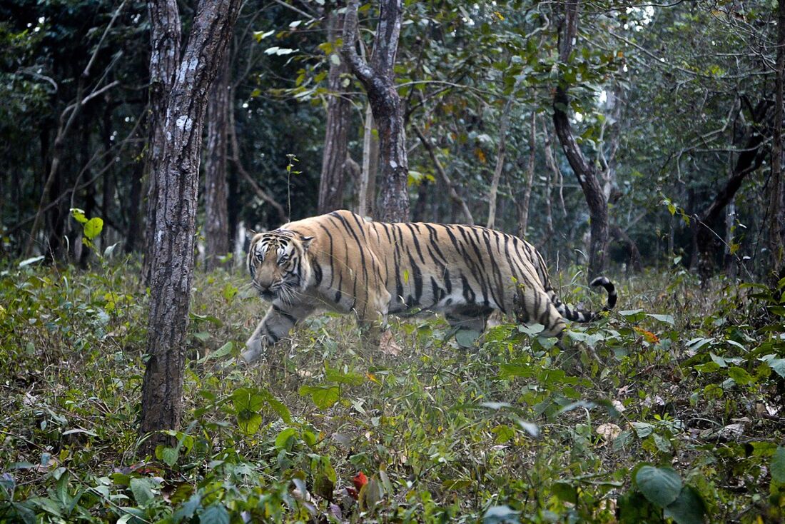 Tigre do Himalaia