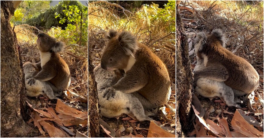 Coala macho lamenta morte de coala fêmea após sua morte