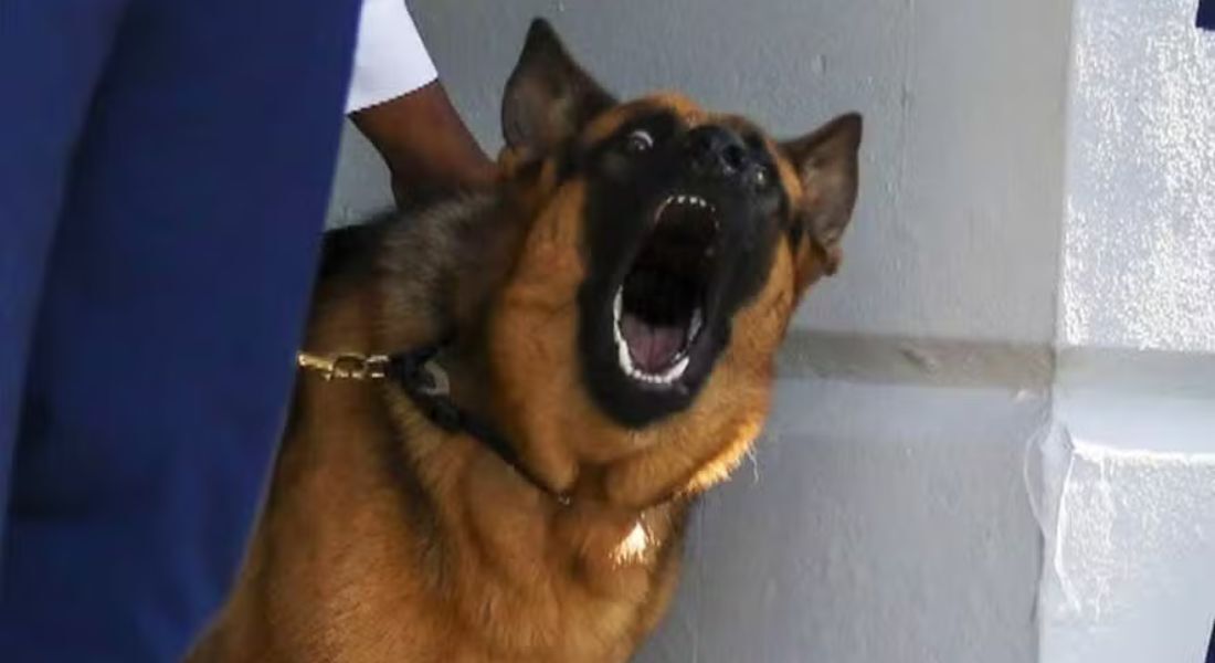 Commander, cão de Joe Biden