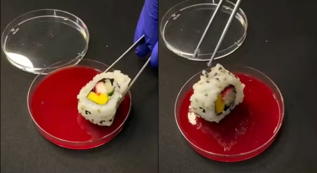 Biólogo compartilha resultado surpreendente de bactérias presentes em um pedaço de sushi