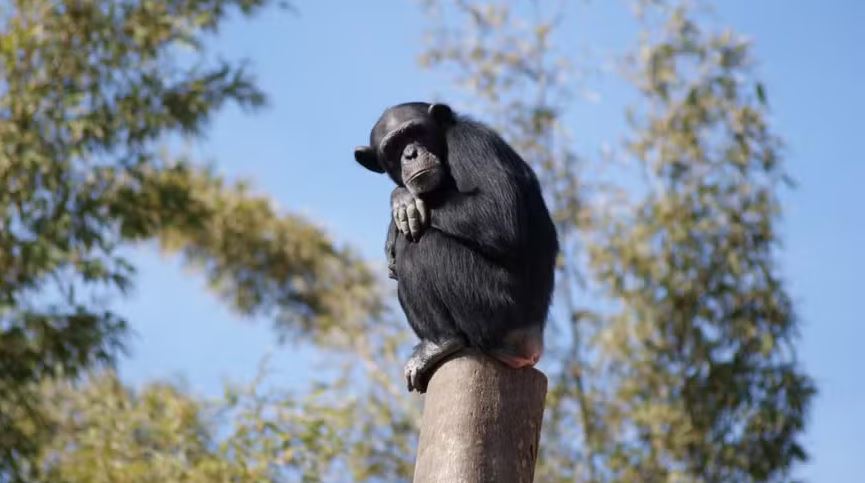 Chimpanzé descansa sobre tora de madeira, exibindo seu traseiro sem cauda 