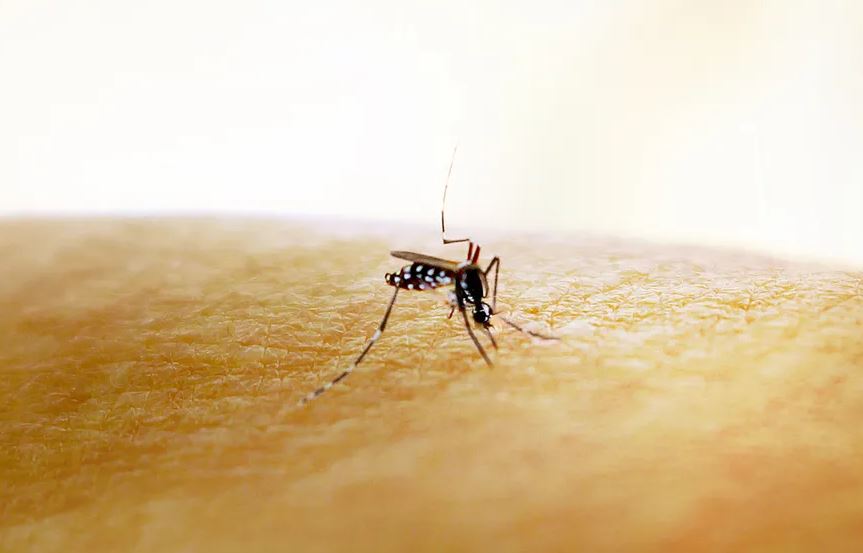 Mosquito Aedes aegypti, transmissor de dengue, zika e chikungunya. 