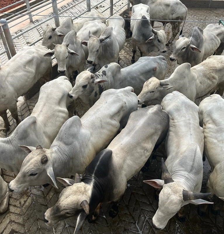 Agropecuária foi destaque no ano