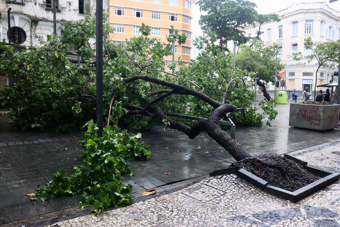 Árvore cai na Av. Rio Branco em decorrência das fortes chuvas