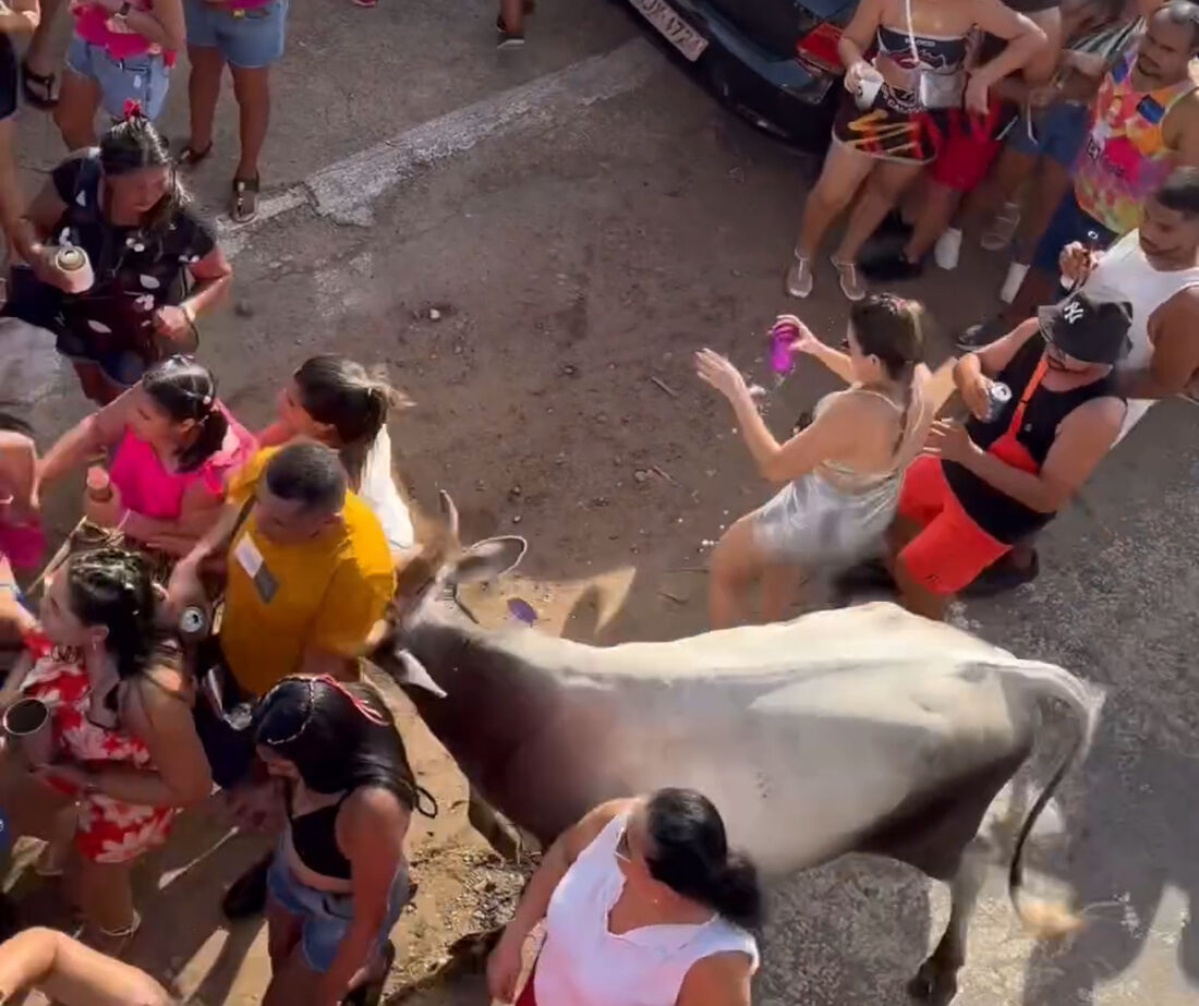 Vaca invade e fere pessoas em bloco no interior do RN