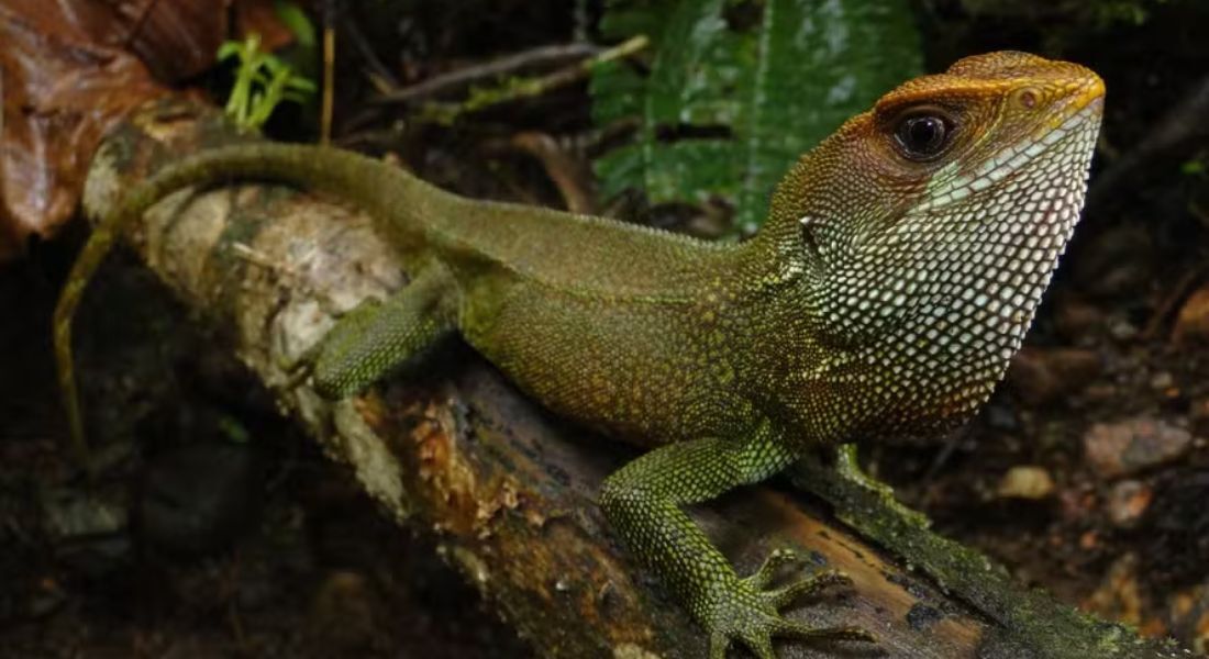 Lagarto é batizado em homenagem a Bruce Dickinson, vocalista do Iron Maiden