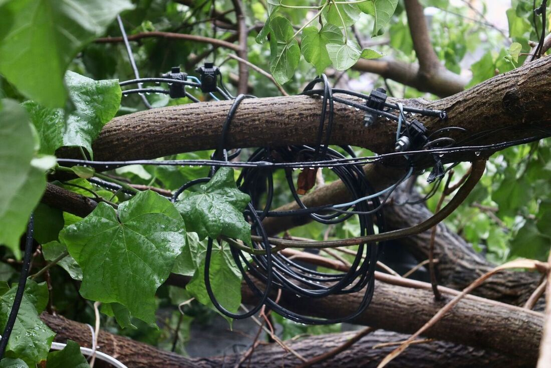 Árvore cai e atinge fiação elétrica na Av. Rio Branco em decorrência das fortes chuvas