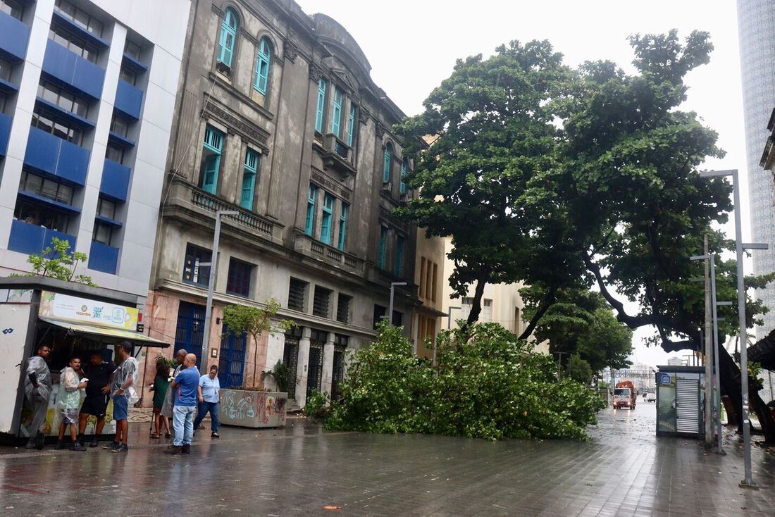 Árvore cai na Av. Rio Branco em decorrência das fortes chuvas