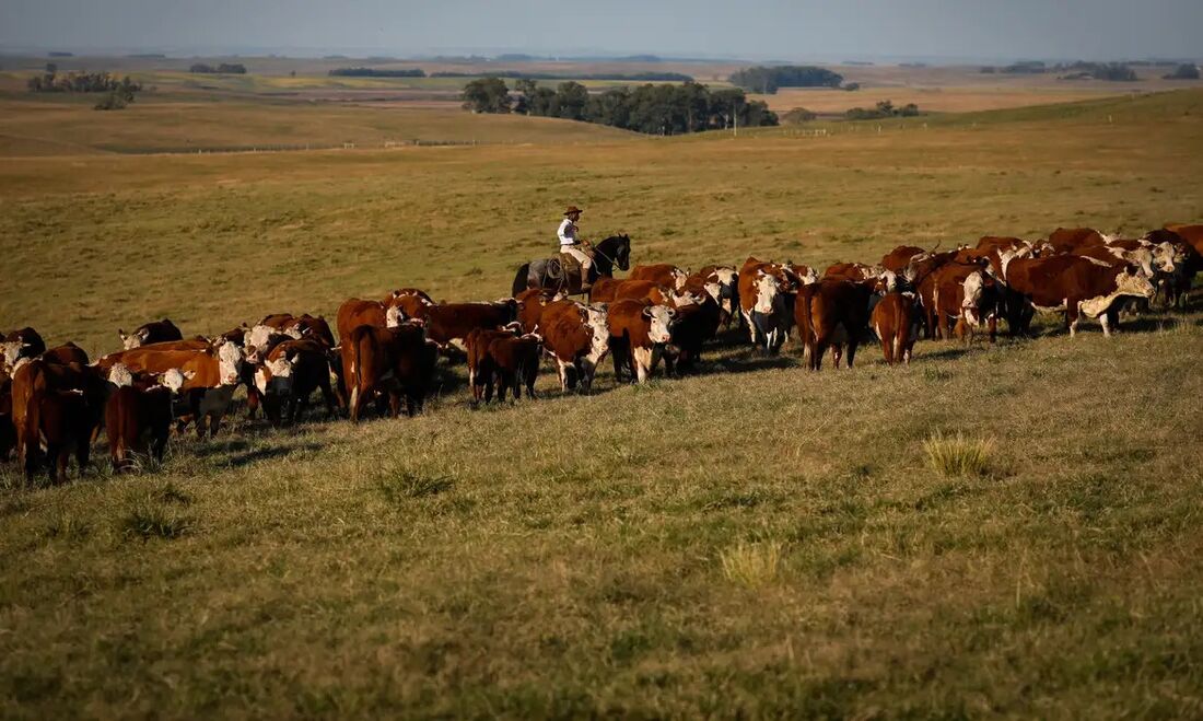 Agropecuária foi o principal motor de crescimento em 2023