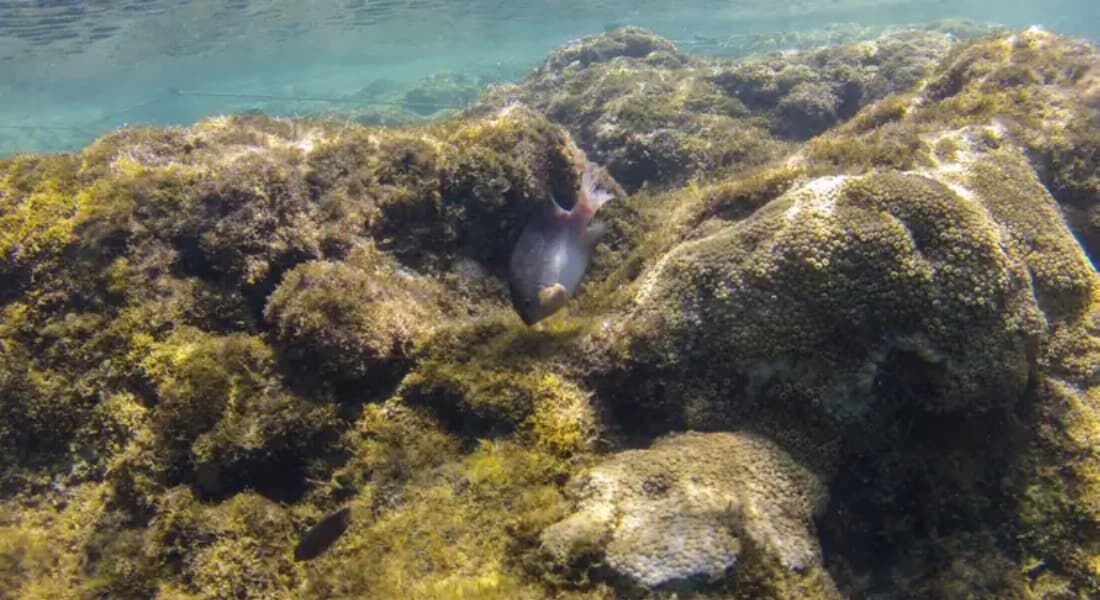 Recifes cobertos com coral-baba-de-boi (Palythoa caribbaeorum) em Porto de Galinhas, em Ipojuca (PE) 