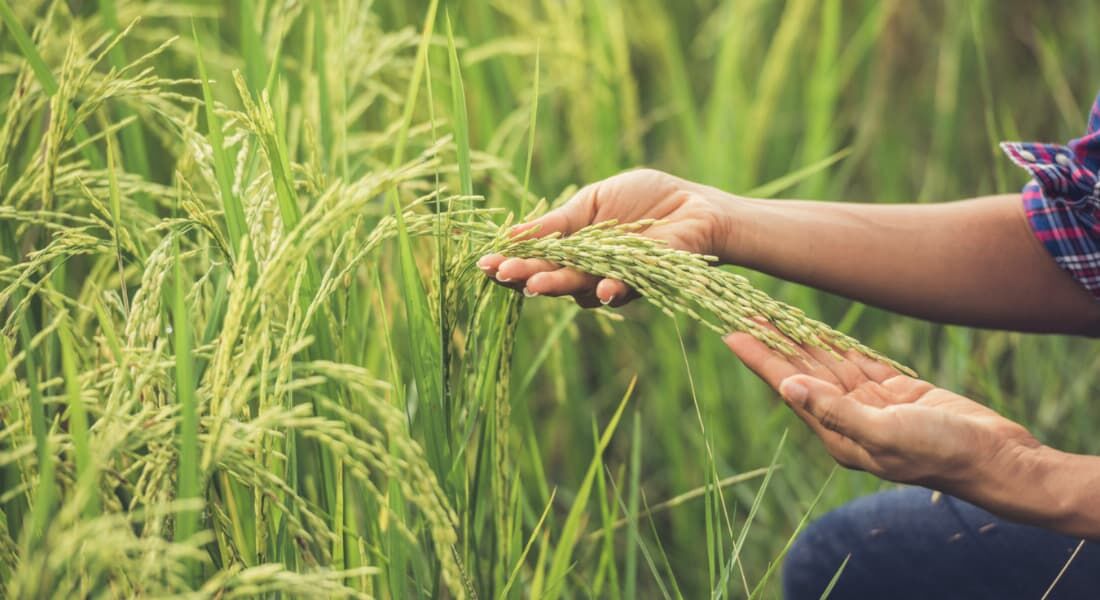 Plantação de arroz