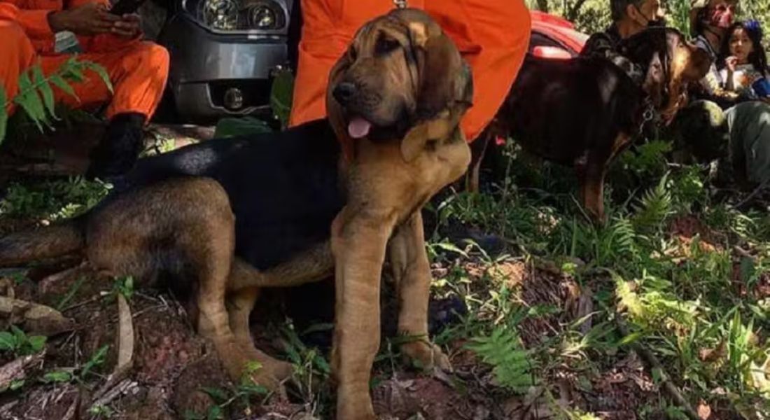 Akira, cadela do Corpo de Bombeiros