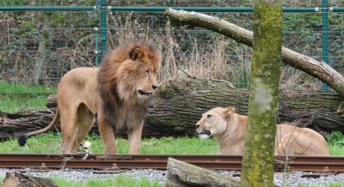 Leãos Nelson e Maia em tentativa de aproximação