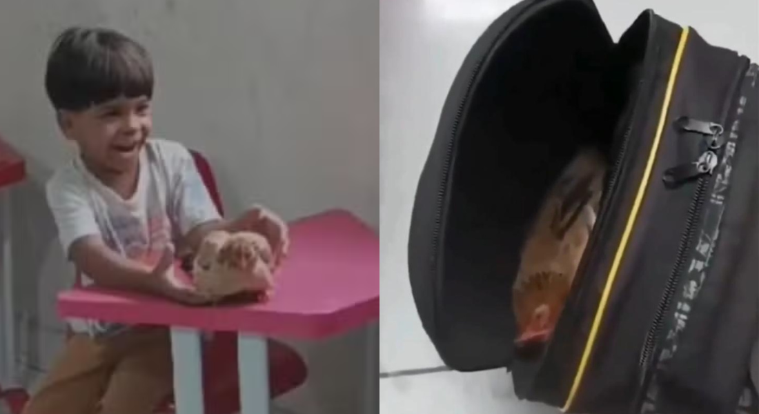 Menino de 4 anos viraliza nas redes sociais após levar uma galinha para a escola