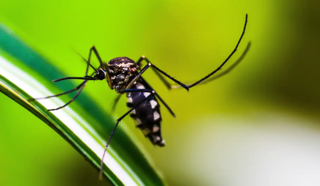 Aedes aegypti