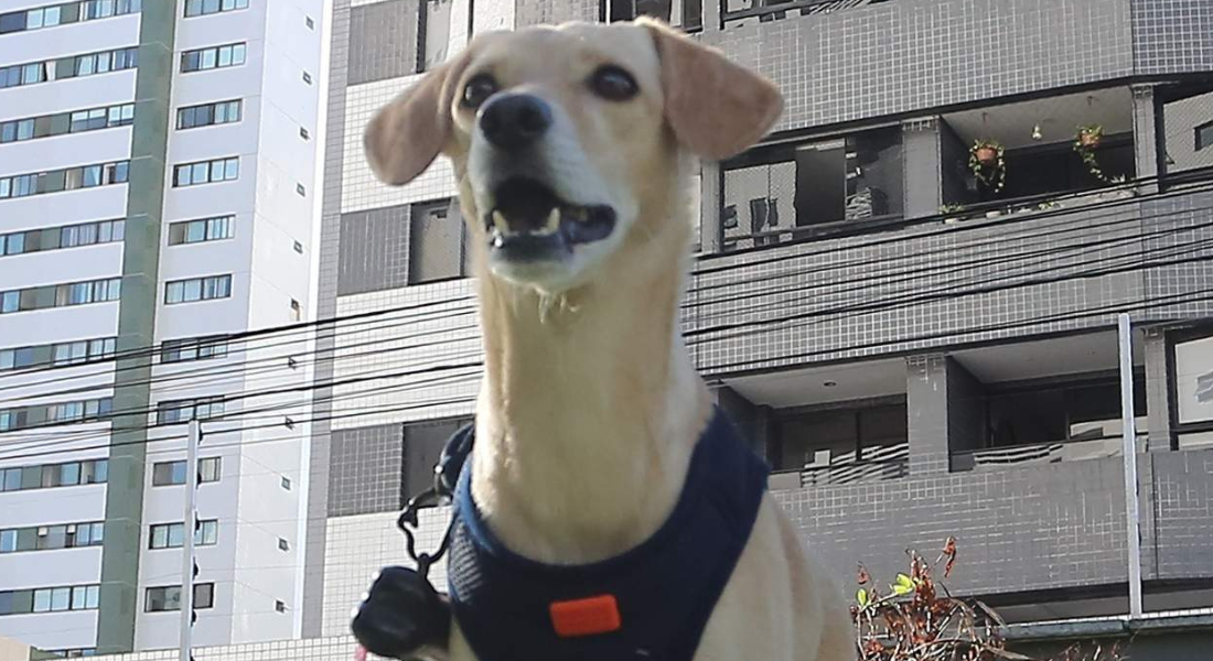 O CÃOZINHO CAETANO SEMPRE SE EXERCITA NO PET PLACE DO PRÉDIO ONDE MORA COM SEU TUTOR, GEORGE VIEIRA