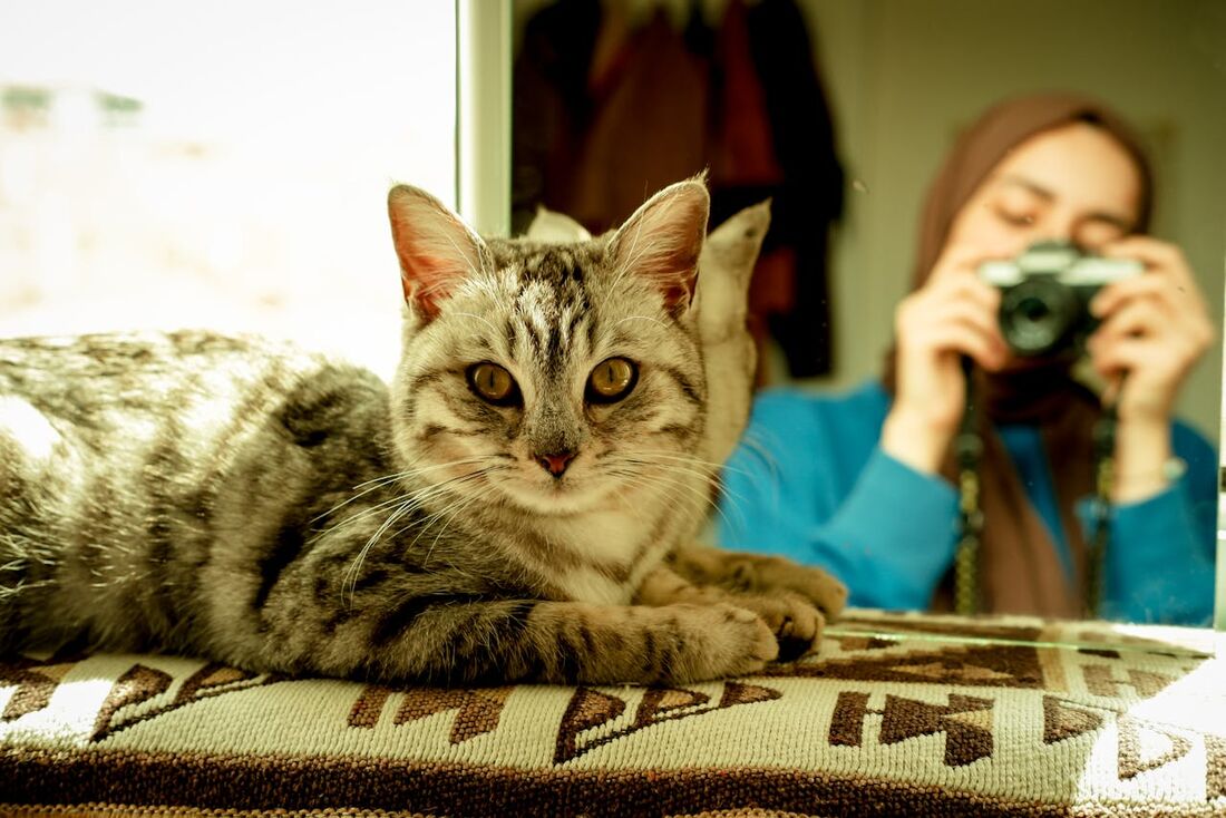 Biblioteca de Massachusetts aceita fotos de gato para quitar dívidas neste mês de março