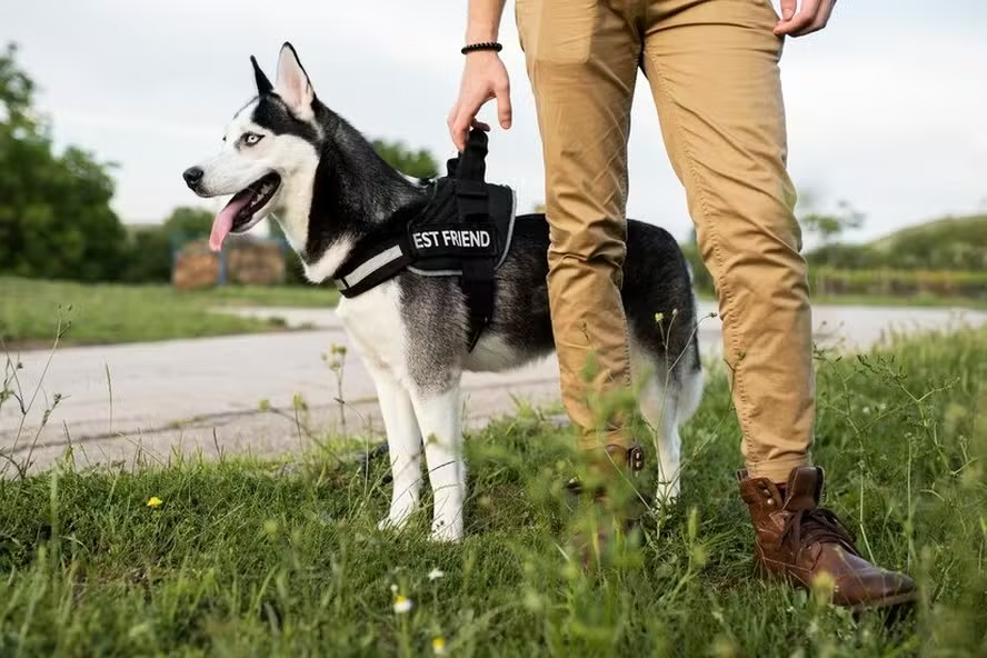 Pesquisadores descobrem que cães treinados conseguem farejar flashback de trauma