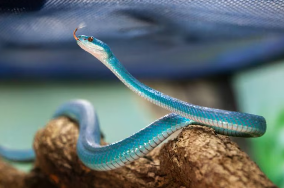 Dois exemplares de Trimeresurus insularis foram resgatados na Bahia