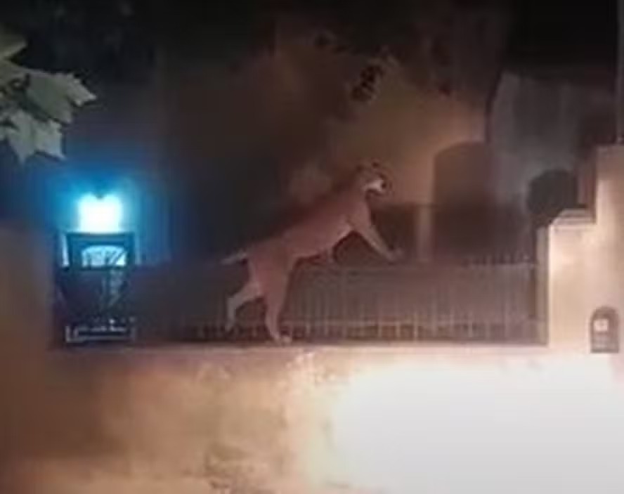 Puma subindo no telhado de uma residência em Necochea, na próvíncia de Buenos Aires, na Argentina 