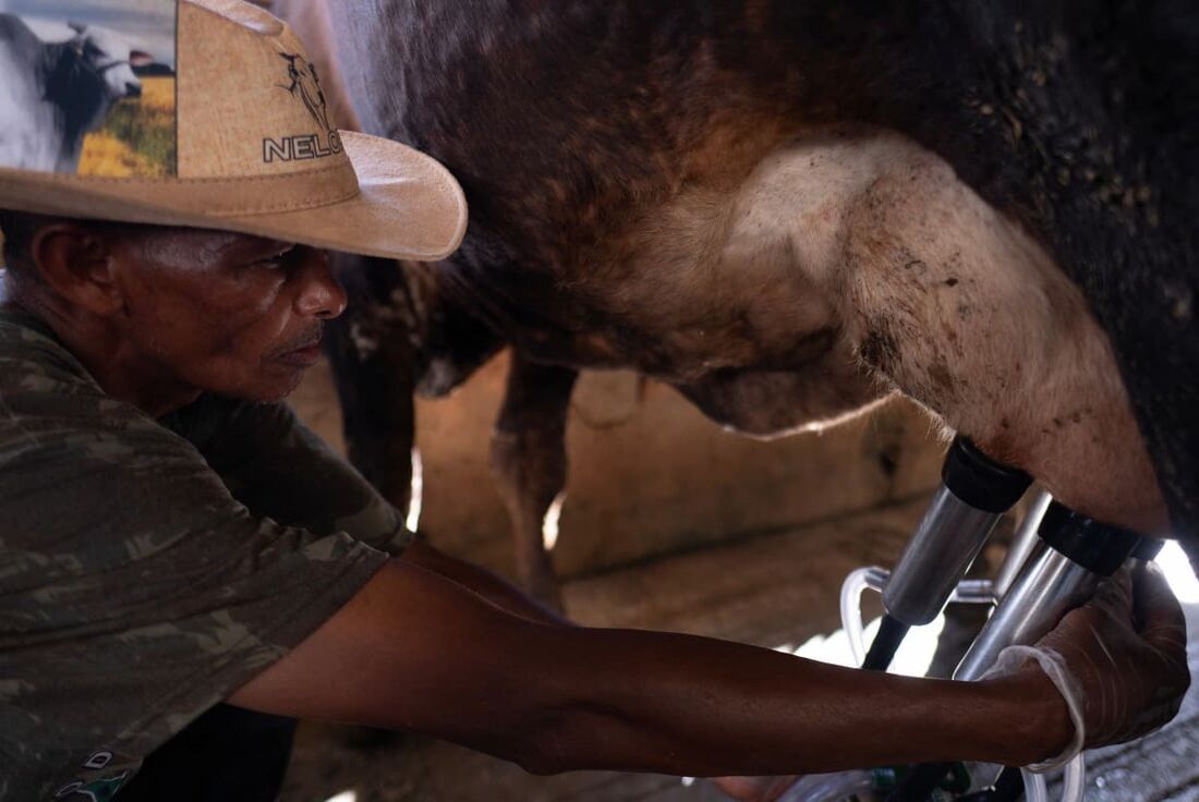 Uma vaca é ordenhada mecanicamente em uma fazenda de produção de leite em Vespasiano, estado de Minas Gerais, Brasil, em 16 de abril de 2024.