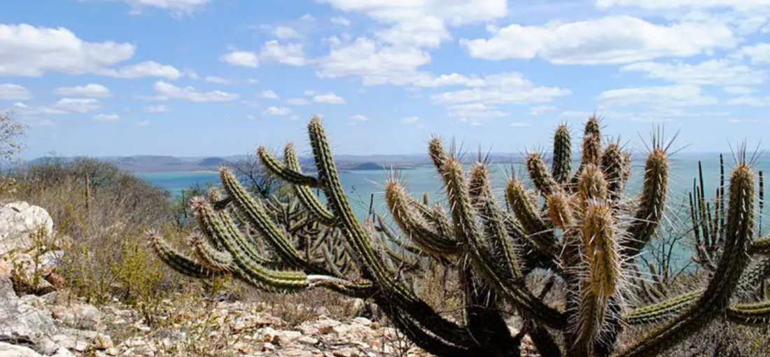 Caatinga