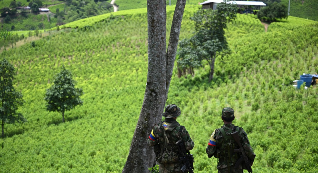 Guerrilheiros diante de plantação de coca no cânion Micay, na Colômibia