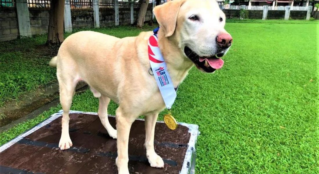 Roger, cão estrela da missão de busca e resgate após terremoto em Taiwan